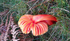 Scarlet / Splendid waxcap