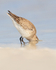 Dunlin head underwater while feeding, Fort De Soto Park, Florida