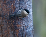 Tits portfolio