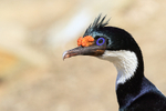 Close portrait of Imperial Shag, Carcass Island, Falklands