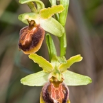 early spider orchid (Ophrys sphegodes)