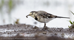 Pied Wagtail (Motacilla alba) portfolio