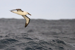 Atlantic Yellow-nosed Albatross portfolio