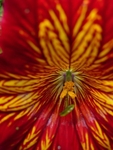 Psychedelic Flower!
