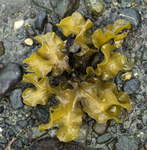 Sea weed