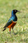Superb Starling