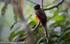 Masked Trogon female