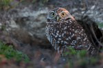 Burrowing Owl