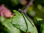 Azure Damselfly