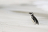 Magellanic penguin in blowing sand, Carcass Island