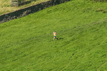 Loweswater Show-235