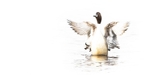 High Key Pintail Too