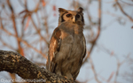 Verreaux's Eagle Owl