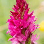  Gymnadenia x heufleri a hybrid between Gymnadenia odoratissima