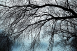 Edge of the pond