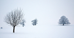 Earth Winter Snow trees_9592