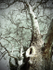 sycamore