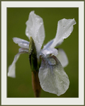 Iris sibirica hybr. 2