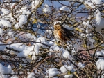 Redwing