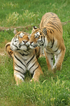 Igor and Anoushka