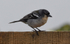 Finch of Azores