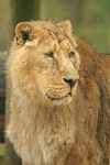 Asiatic Lion - Old male lion (Cotswold Wildlife Park)