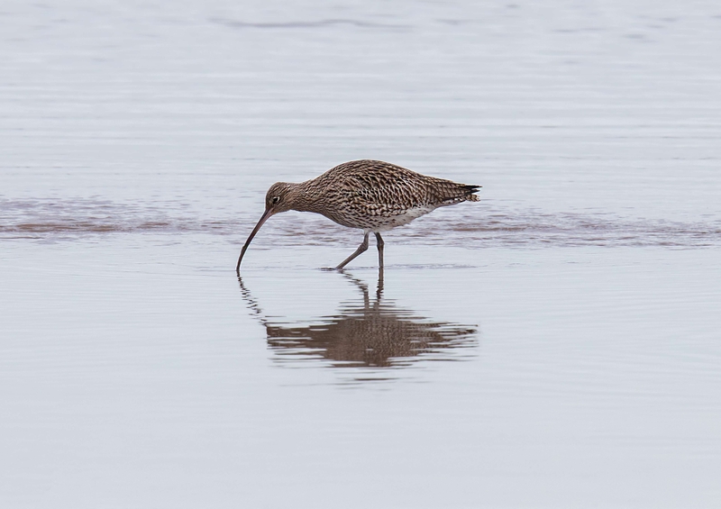 Eurasian Curlew - Dee Estuary - North Wales