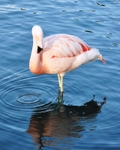 Pink Flamingo