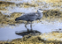 HERON  CRINAN SCOTLAND-