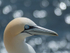 Portrait of Gannet at Saltee Island in County Wexford