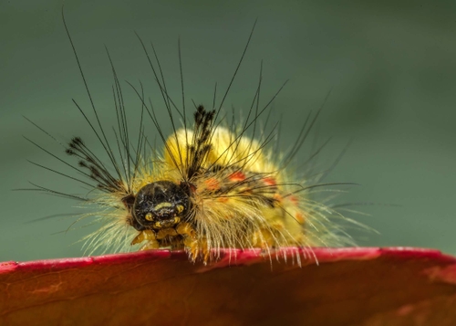 Caterpillar of the Vapourer Moth (Orgyia antiqua).