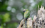 Maroon-Tailed Parakeet
