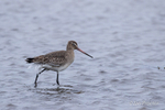 Black-tailed godwit on Strangford Lough
