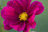 Flower Cosmos - DSC_4355_00028