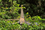 Bare-throated Tiger-Heron, Tortuguero, Costa Rica