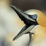 Northern Gannet