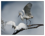 Birds - Color - 06