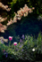 In the garden