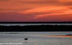 Flamant au coucher du soleil