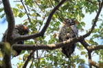 Mottled Wood Owls, Ban...