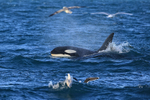 Orca surfaces, Snæfellsnes peninsula, Iceland