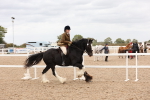 Class 216 - Ridden Traditional - Native Cob portfolio