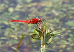 DF AnimalsCreatures 202