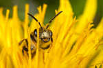 Andrena chrysosceles (m)