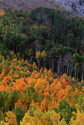 Fall Colors: The Eastern Side portfolio