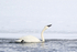 Trumpeter Swan drinking head back, Yellowstone River, Wyoming, USA