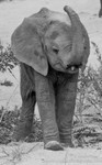 Elephant Calf throwing sand