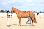 SBM_15415