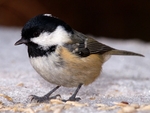 Coal Tit