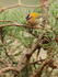 Firecrest perched in a pine tree on Brownsea Island